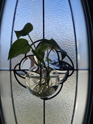 a plant in a glass vase (MyCoast AI)
