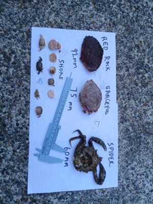 a plate of food (MyCoast AI)