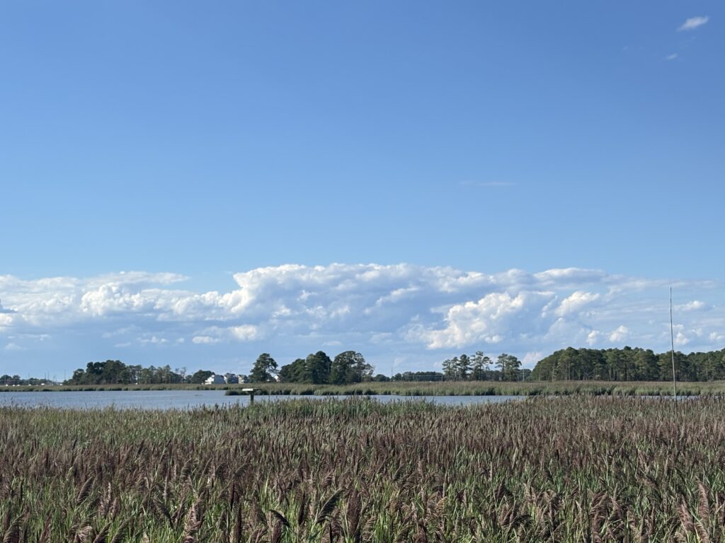a field of grass and water (MyCoast AI)