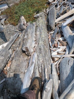 a person's feet on a pile of cut wood (MyCoast AI)