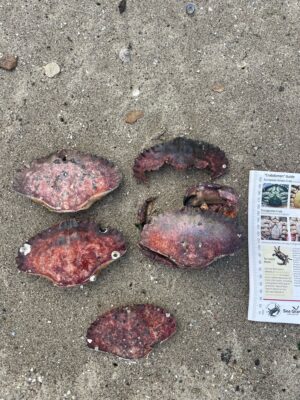 a group of rocks on a surface (MyCoast AI)