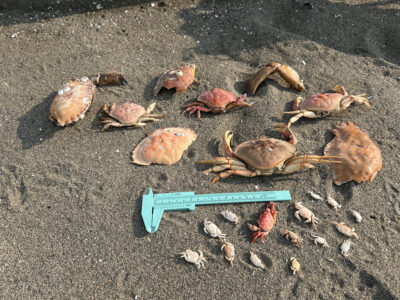a group of crab on the ground (MyCoast AI)