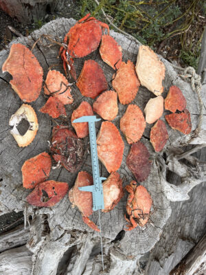 a blue shovel in a pile of cut up wood (MyCoast AI)