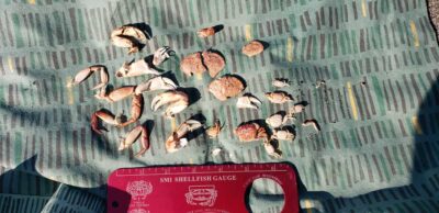 background pattern (MyCoast AI)