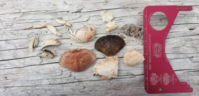 a group of mushrooms next to a red measuring tape (MyCoast AI)