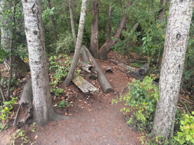 a fallen tree in the middle of a forest (MyCoast AI)