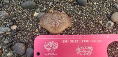 a box of rocks (MyCoast AI)