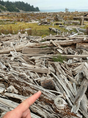 a hand holding a finger up in front of a pile of wood (MyCoast AI)