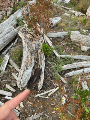 a hand holding a tree stump (MyCoast AI)