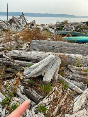 a pile of wood next to a body of water (MyCoast AI)