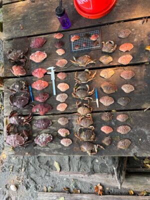 a grill with meat and vegetables (MyCoast AI)