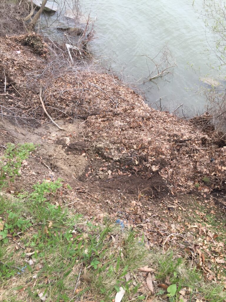 a small pond with trees and grass (MyCoast AI)