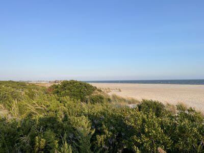 a landscape with trees and bushes (MyCoast AI)