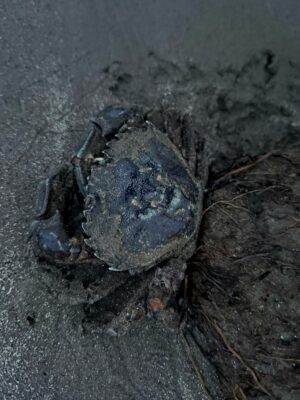 a frog on the ground (MyCoast AI)