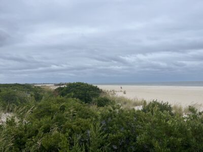 a beach with bushes and trees (MyCoast AI)