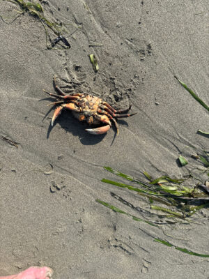 a crab on the sand (MyCoast AI)