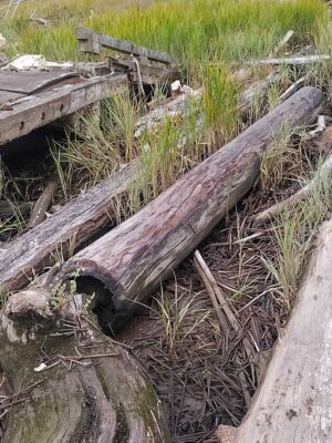 a log in the grass (MyCoast AI)