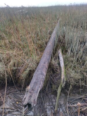 a tree stump in a field (MyCoast AI)