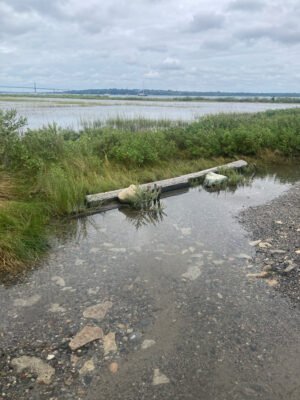 a small pond with grass and rocks (MyCoast AI)