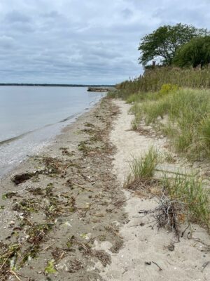a sandy beach with grass and trees (MyCoast AI)