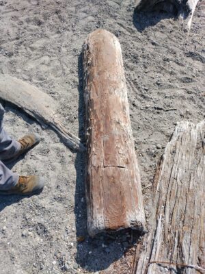 a person standing next to a tree stump (MyCoast AI)