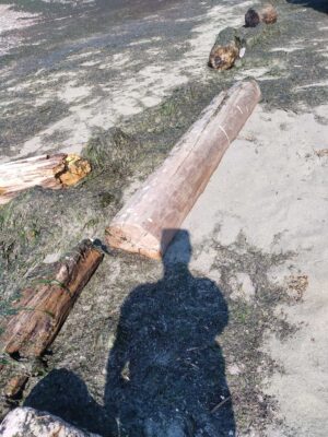 a group of logs on the ground (MyCoast AI)