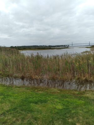 a body of water with grass and a bridge in the background (MyCoast AI)