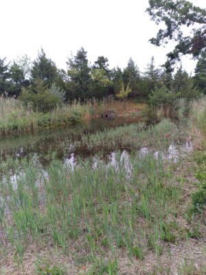 a swamp with trees in the background (MyCoast AI)