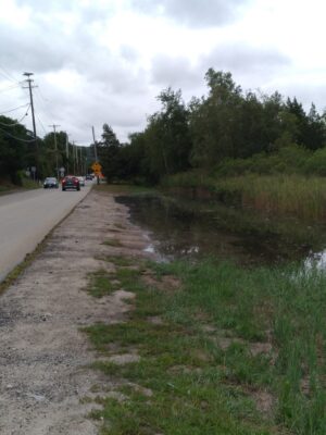 a road with grass and trees on the side (MyCoast AI)
