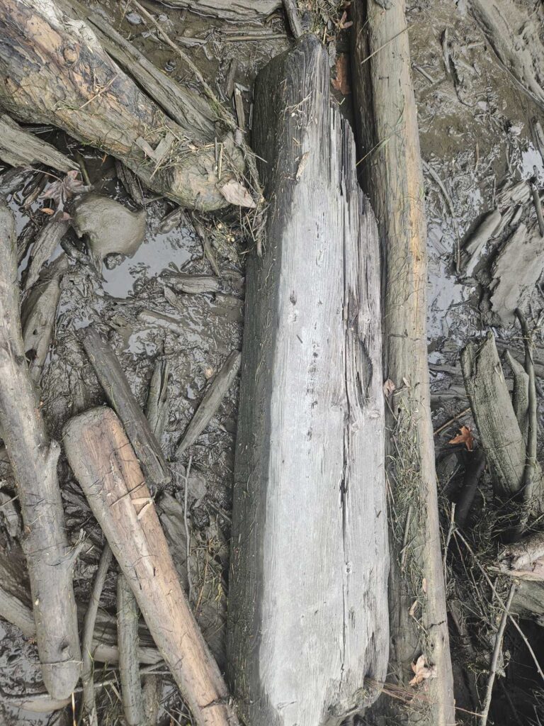 a group of trees with bark (MyCoast AI)