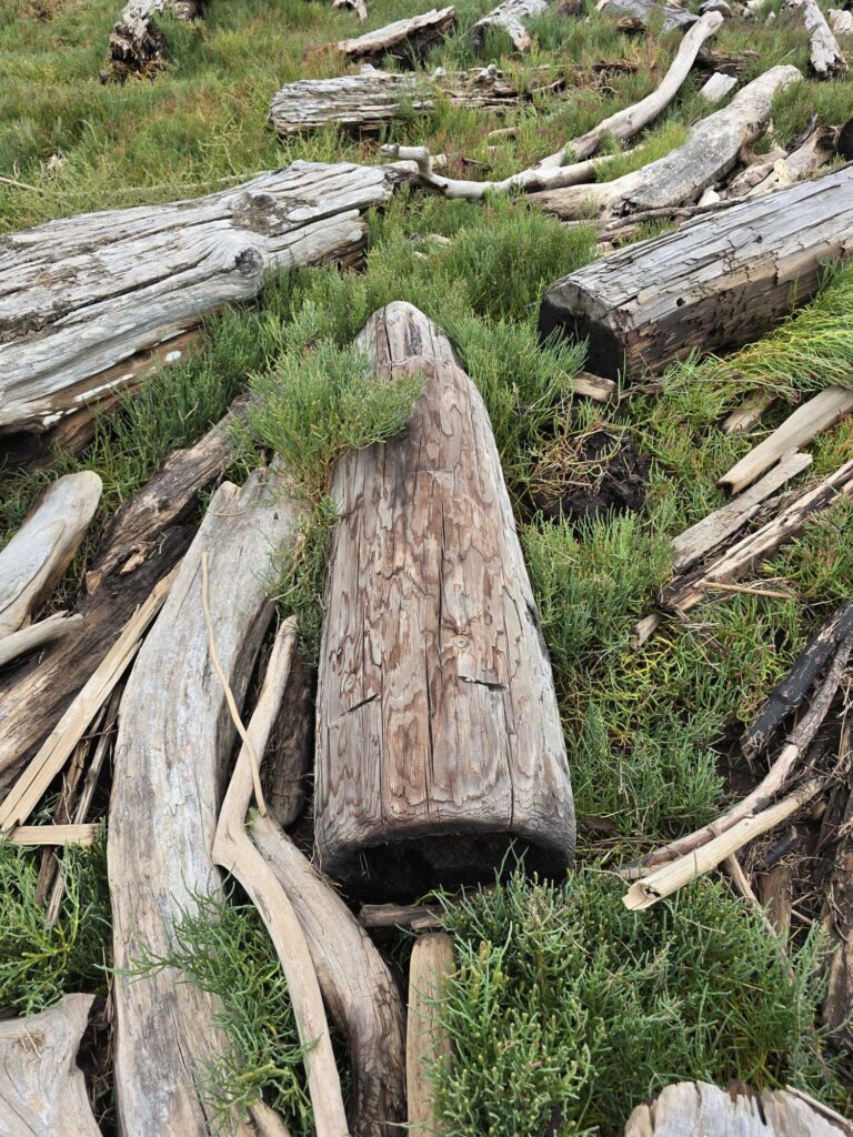 a group of logs in a forest (MyCoast AI)