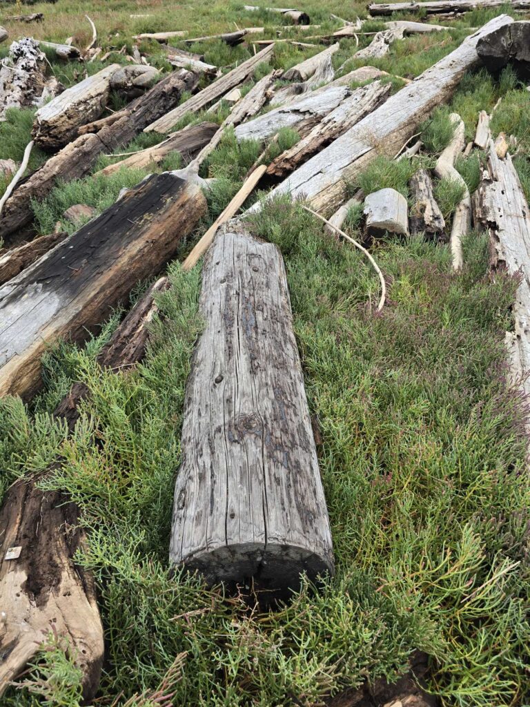 a log in a grassy area (MyCoast AI)