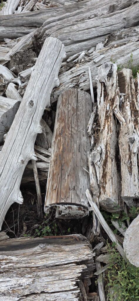 a group of logs (MyCoast AI)