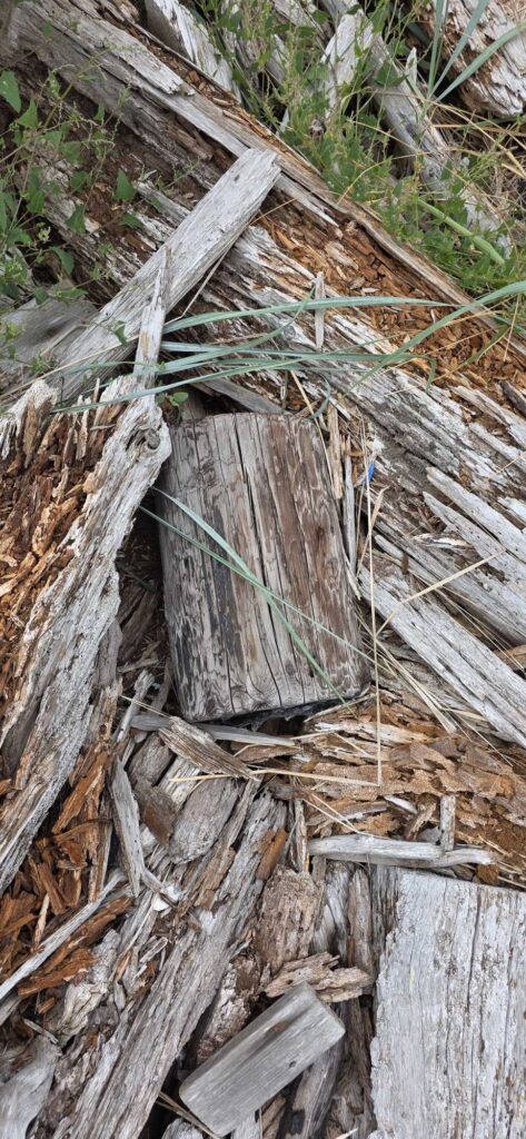 a pile of wood and sticks (MyCoast AI)