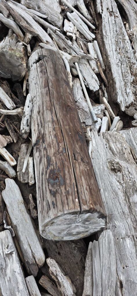 a pile of cut logs (MyCoast AI)