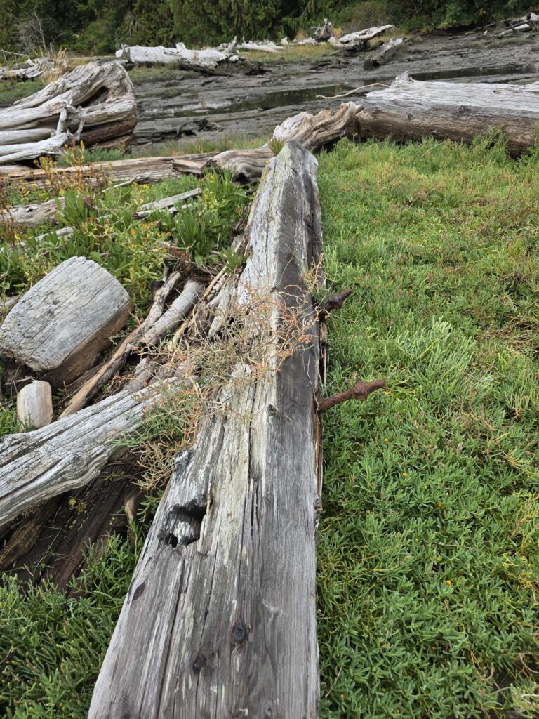 a group of logs in a grassy area (MyCoast AI)