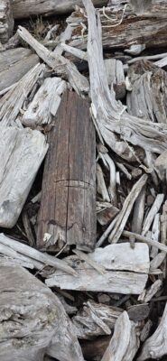 a pile of cut logs (MyCoast AI)