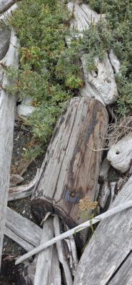 a wooden bridge over a stream (MyCoast AI)