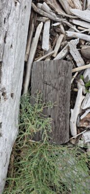 a wooden fence with a plant growing in it (MyCoast AI)
