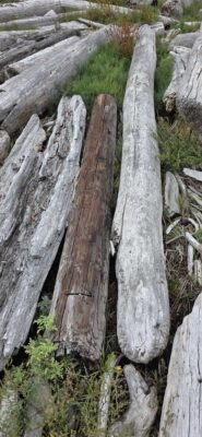 a group of logs (MyCoast AI)