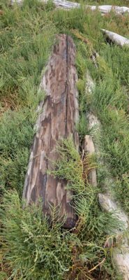 a tree stump in a grassy area (MyCoast AI)