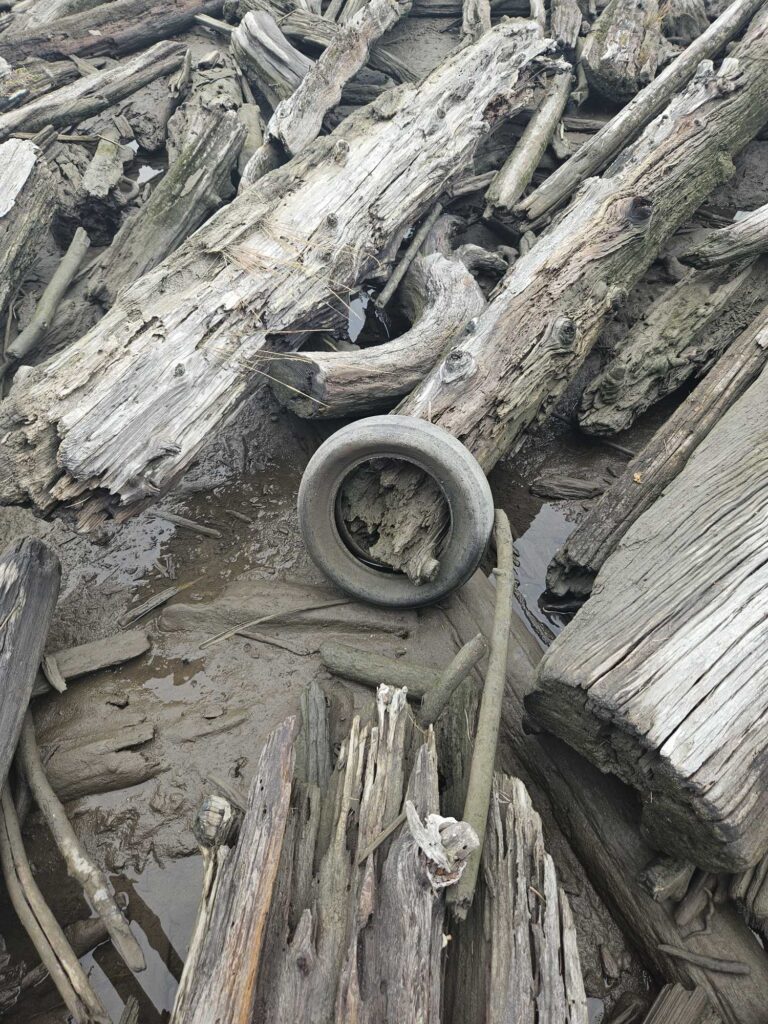 a pile of cut logs (MyCoast AI)