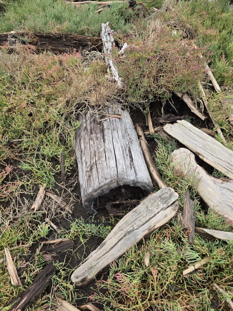 a tree stump in the grass (MyCoast AI)