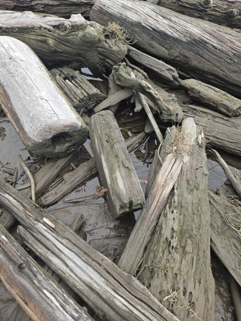 a pile of cut logs (MyCoast AI)