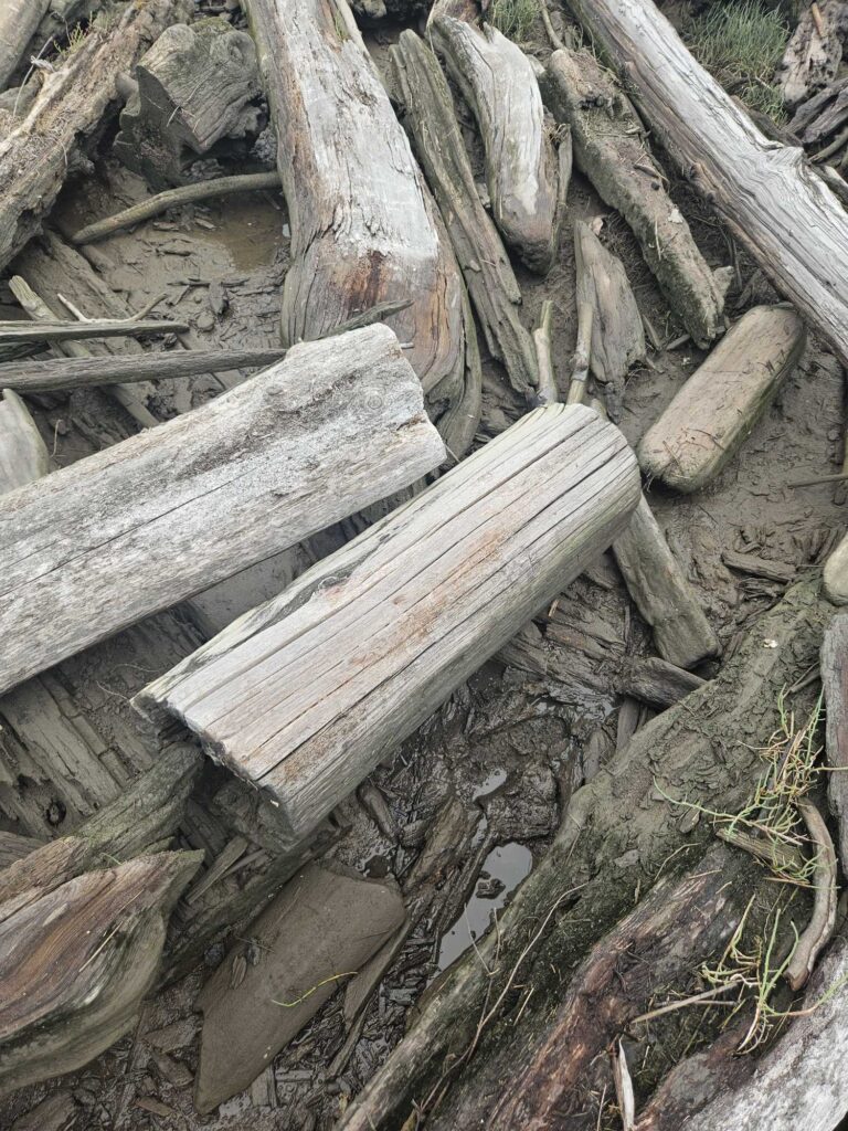 a pile of cut logs (MyCoast AI)