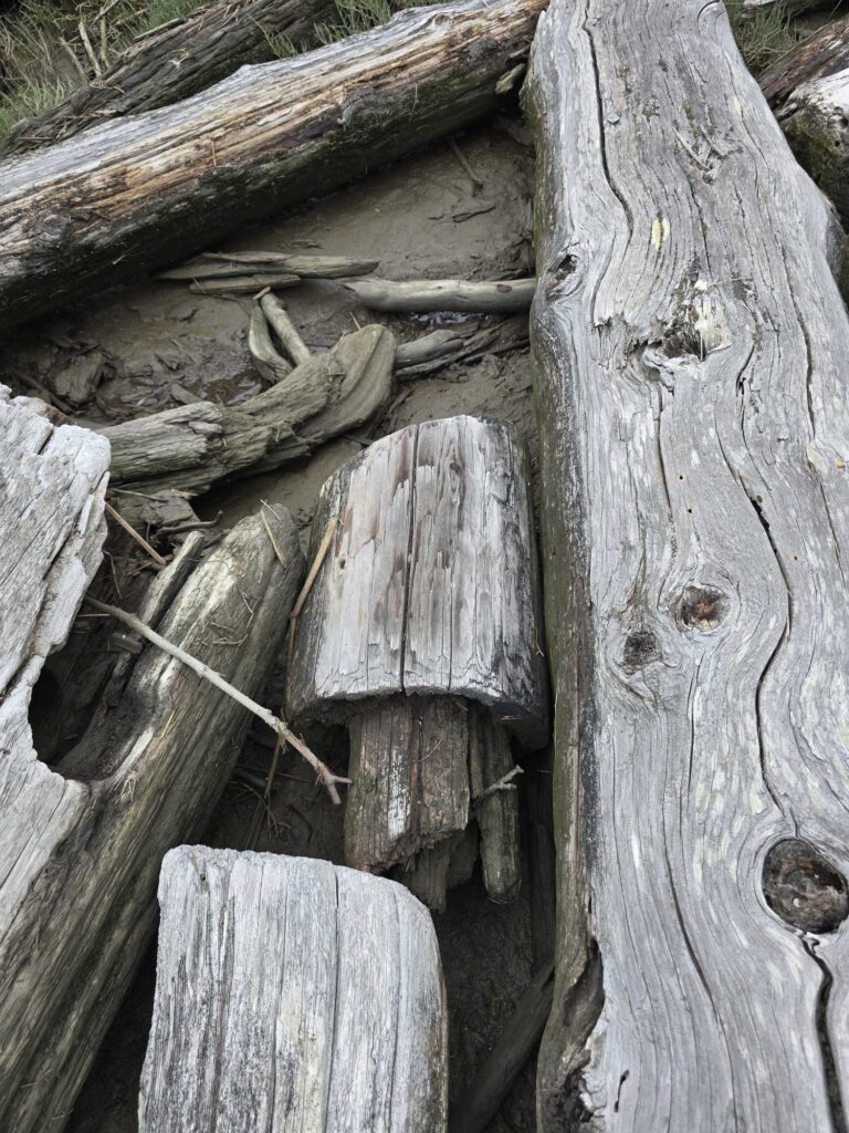 a group of cut logs (MyCoast AI)