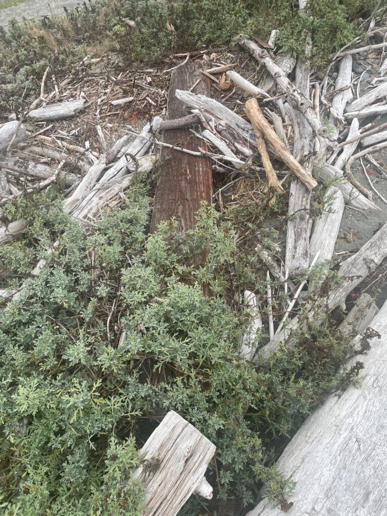 a pile of cut trees (MyCoast AI)