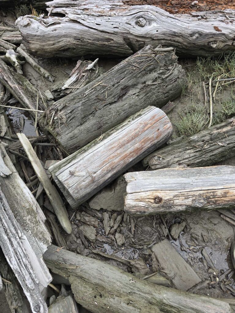 a pile of cut logs (MyCoast AI)