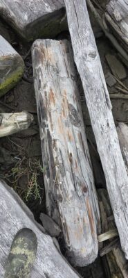 a close up of a tree trunk (MyCoast AI)