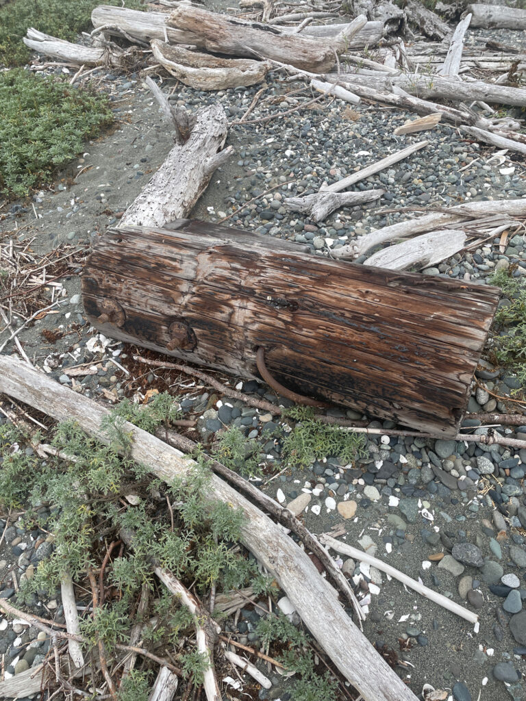 a pile of wood and sticks (MyCoast AI)